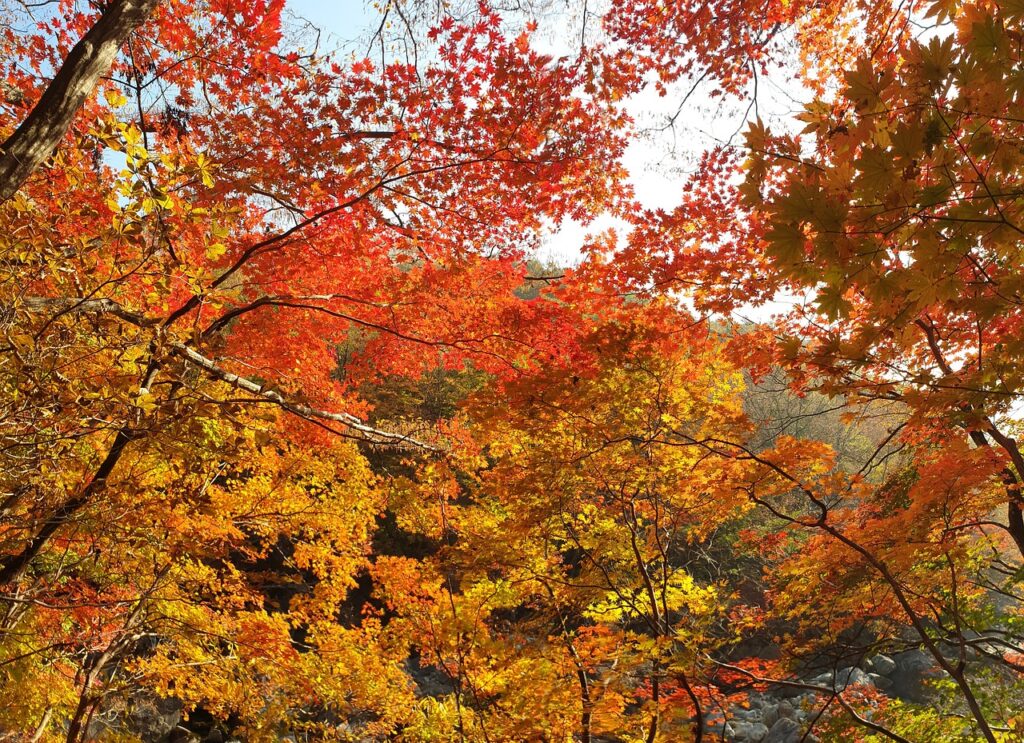 Autumn in South Korea :Top 10 places